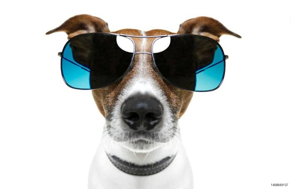 dog-with-big-sunglasses