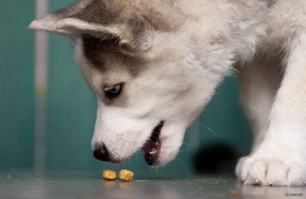 siberian-husky-puppy-eating