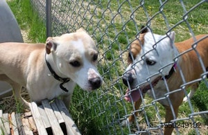 two-dogs-fence