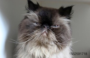 Persian-cat-face