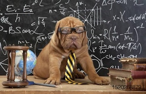 puppy-with-glasses-at-chalkboard