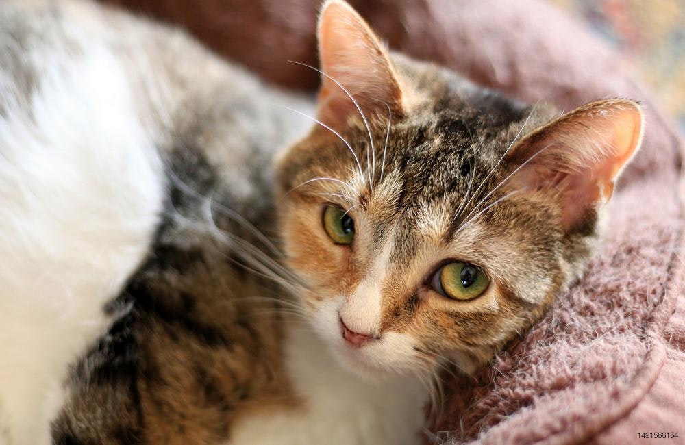 calico-cat-in-pet-bed