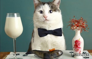 cat-fish-milk-table