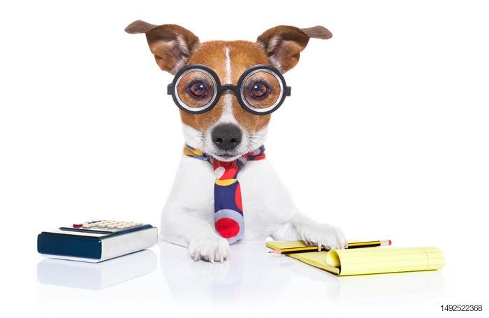dog-accountant