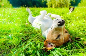 dog-rolling-in-grass
