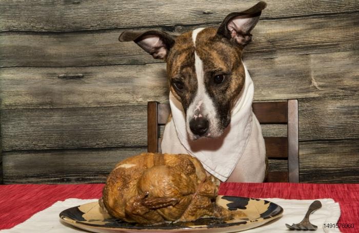 dog-thanksgiving-turkey
