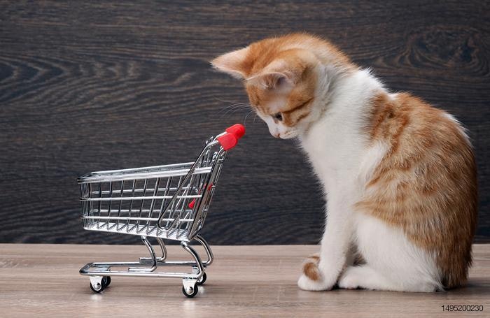 kitten-grocery-cart