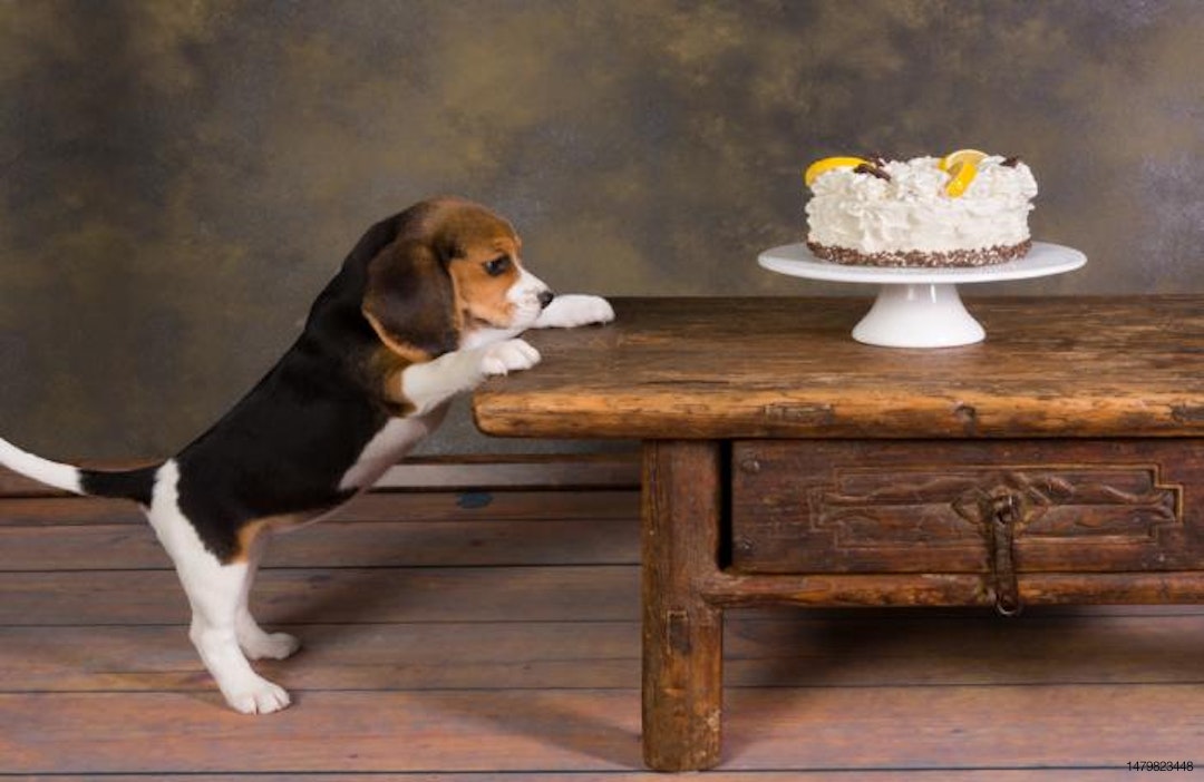 puppy-looking-at-cake
