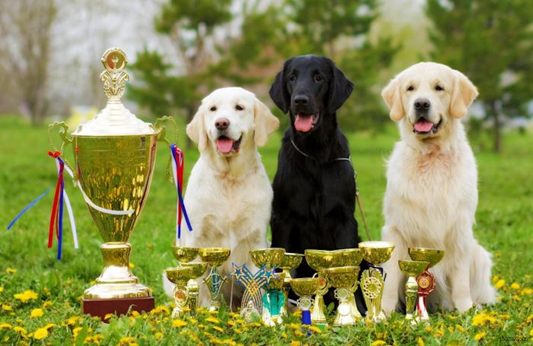 Dogs-trophies