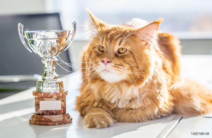 cat-trophy