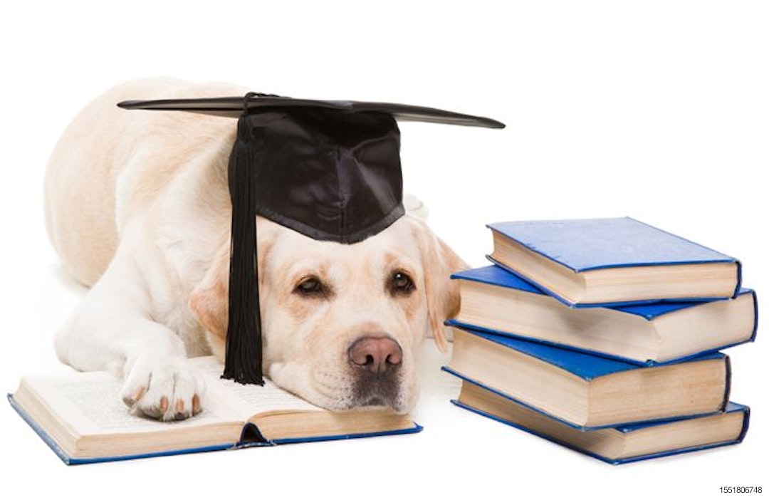 dog-books-research