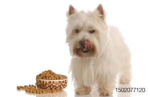 dog-lick-food