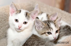pile-of-kittens
