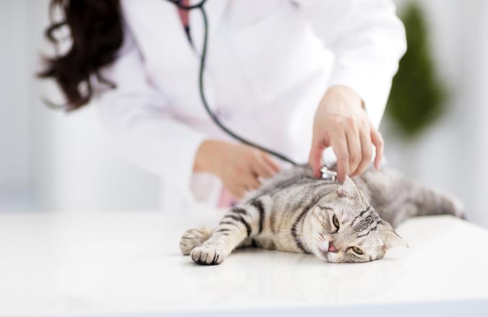 Many cats reject renal diets due to palatability issues |  PetfoodIndustry.com