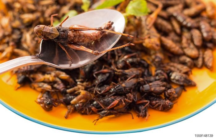 fried-insects-on-spoon