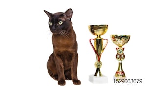 brown-black-cat-trophy.jpg