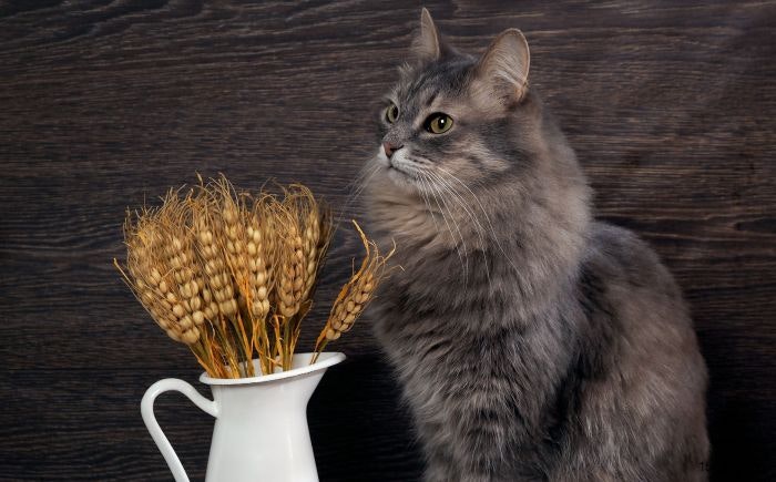 cat-wheat-grain.jpg