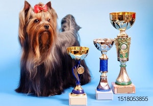 dog-award-trophy-Yorkshire-Terrier.jpg
