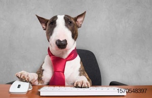 Business-dog-computer