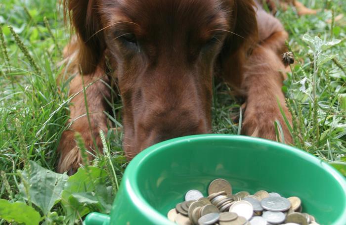 dog-bowl-money