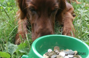 dog-bowl-money