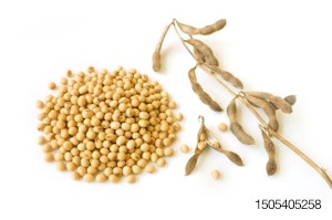 soybean-on-white-background