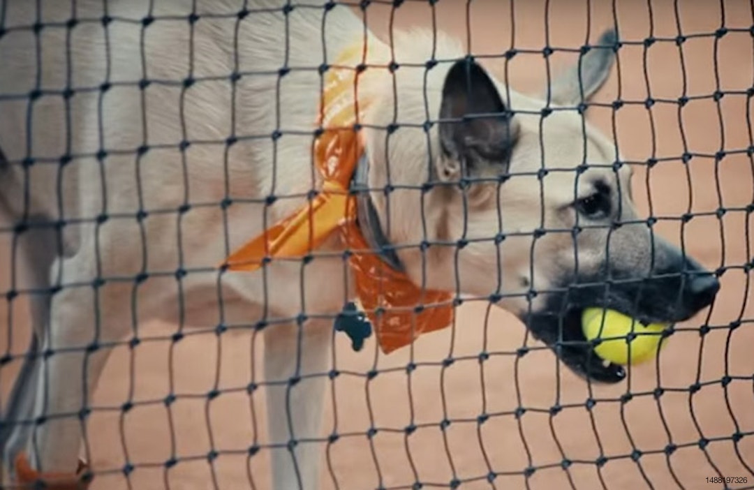 PremieR-tennis-dog