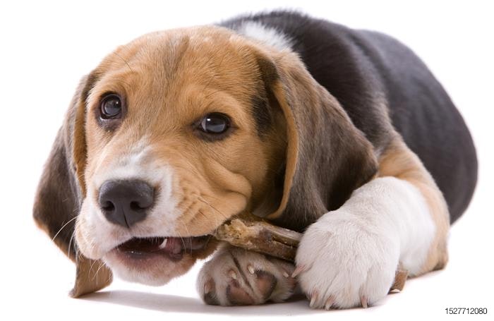 beagle-puppy-chew-treat