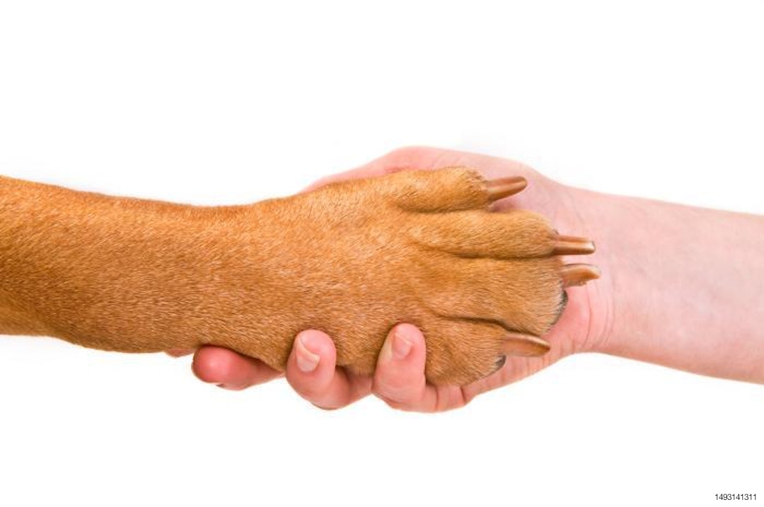 dog-paw-shaking-human-hand