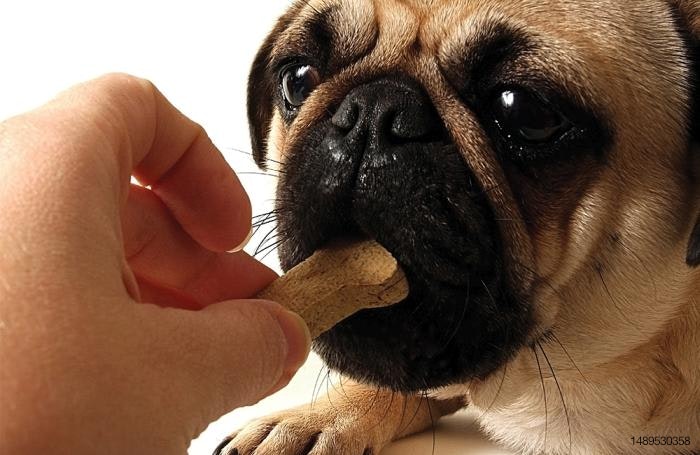 Can Dogs Eat Maltodextrin 