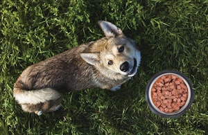 dog-outside-with-kibble