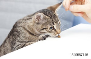 Kitten smelling pet food