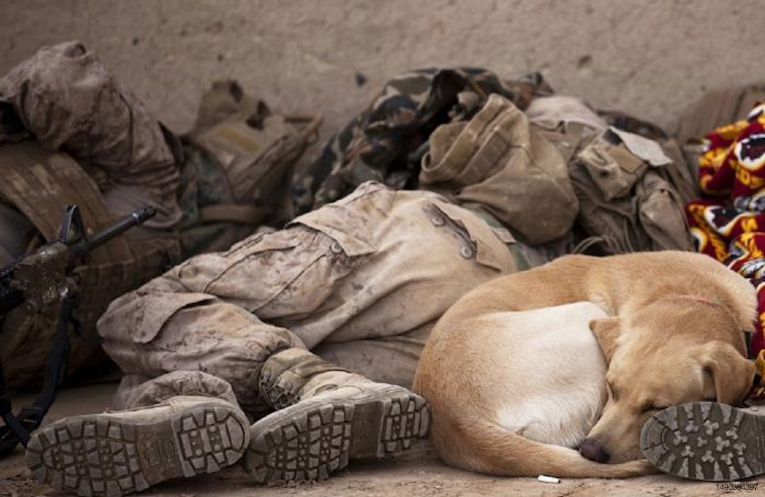 soldiers-dog-sleeping