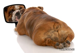 Bulldog-mirror-dog.jpg
