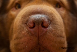 dog-nose-smell
