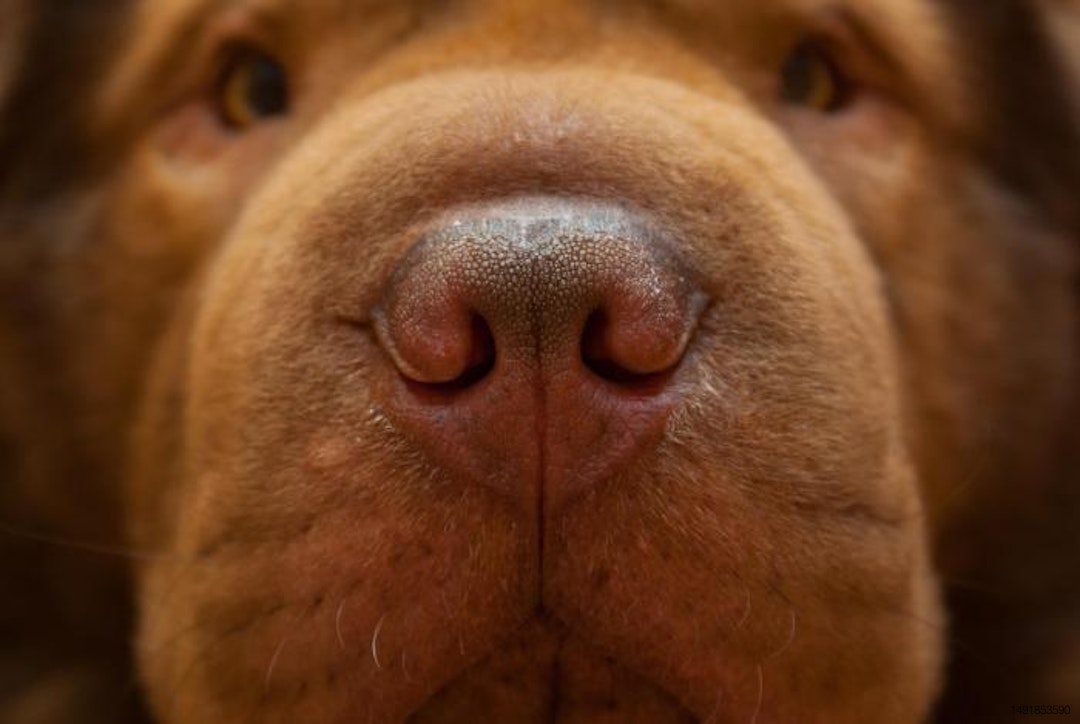 dog-nose-smell