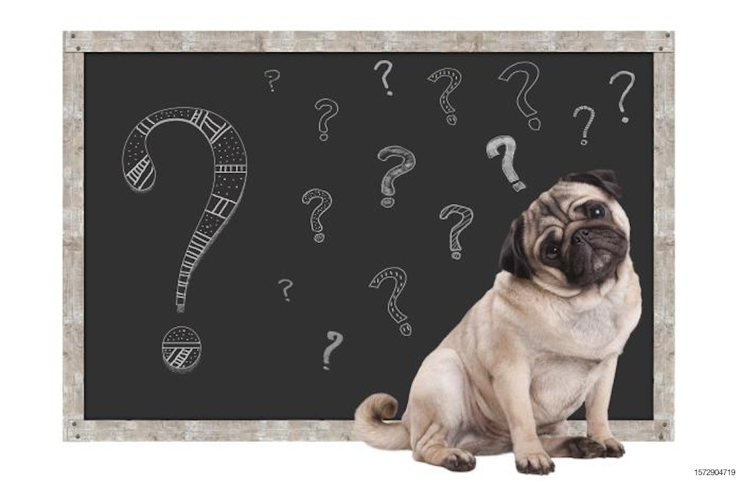 pug-with-question-marks-on-chalkboard