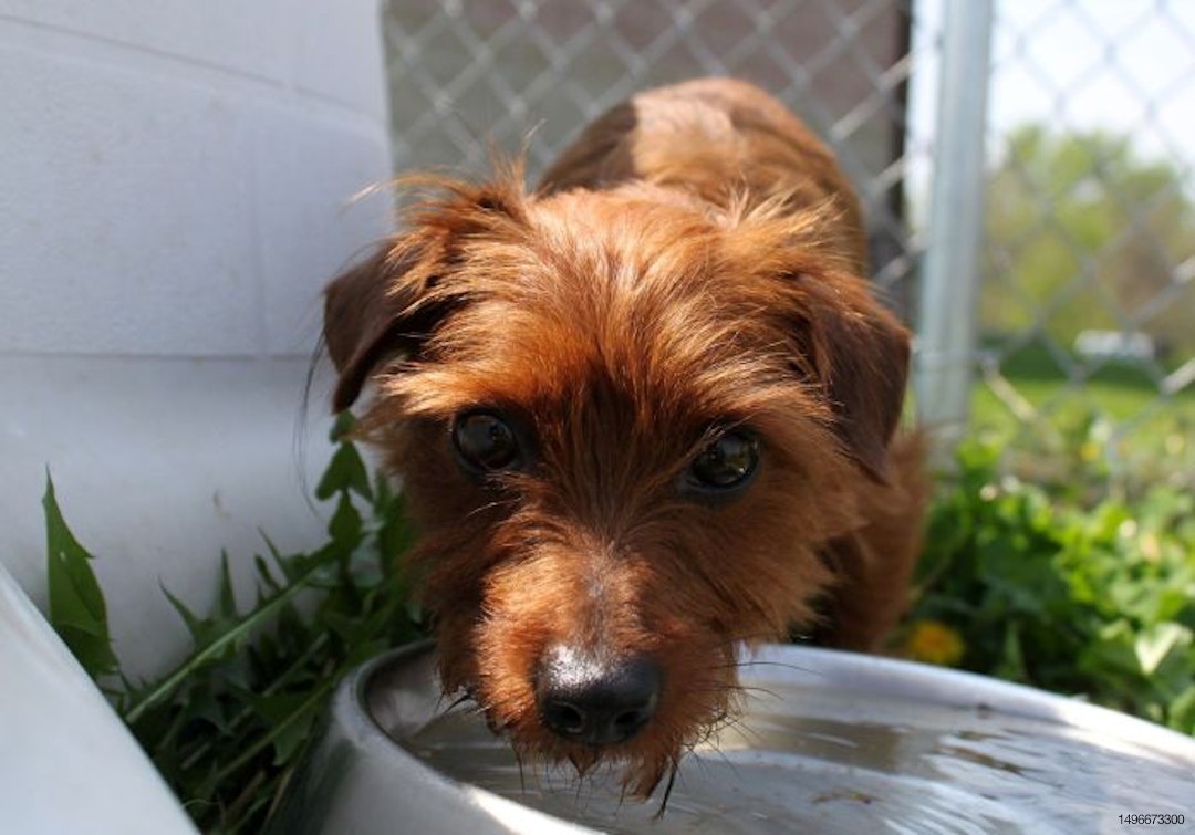 dog-drinking-water-outside