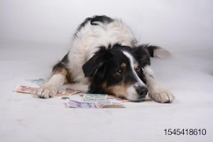 dog-money-international-cash-coins