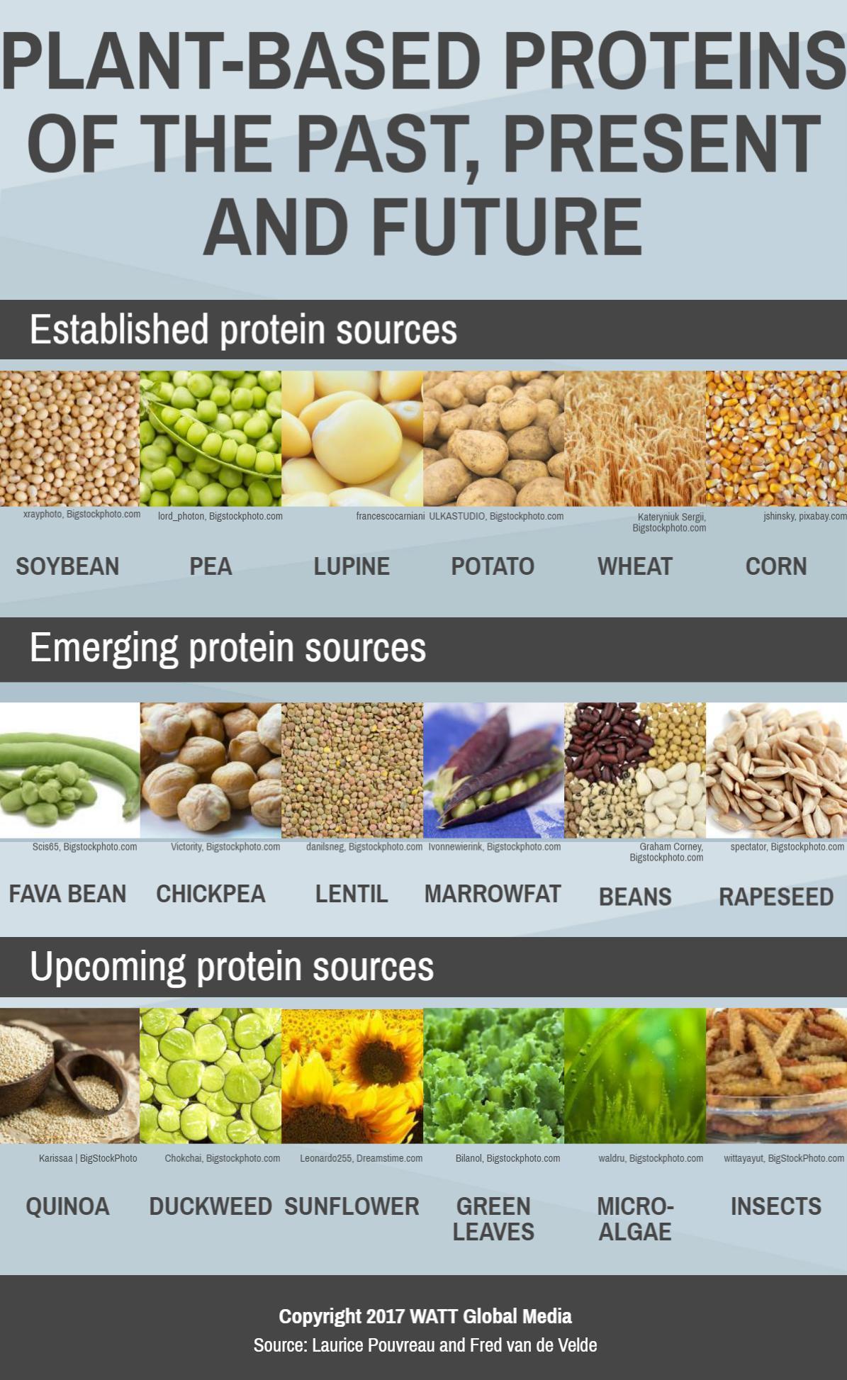 Infographic: The future of plant-based pet food proteins |  