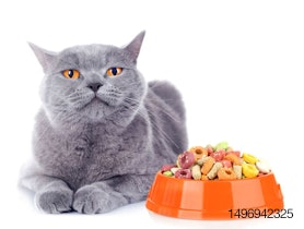 cat-sceptical-food-kibble.jpg