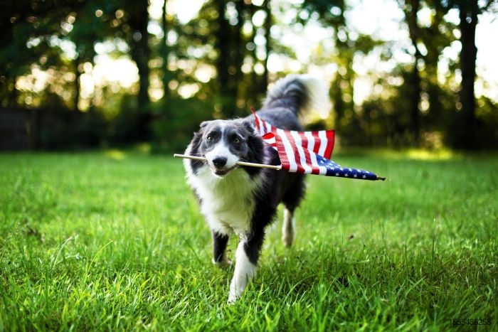 dog-flag-USA-America.jpg