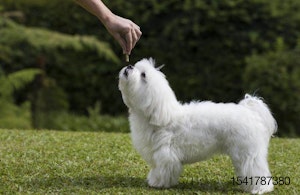 hand-feeding-white-maltese-dog