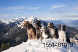 5-dogs-mountain-peak-top-snow.jpg