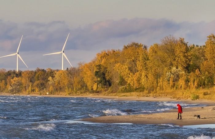 beach-wind-turbine-dog-sustainability.jpg