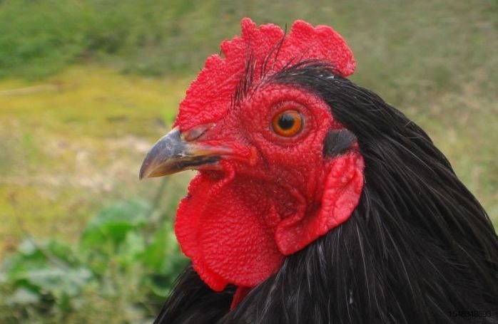 black-cochin-rooster.jpg