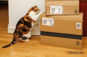 cat-looking-at-Amazon-boxes