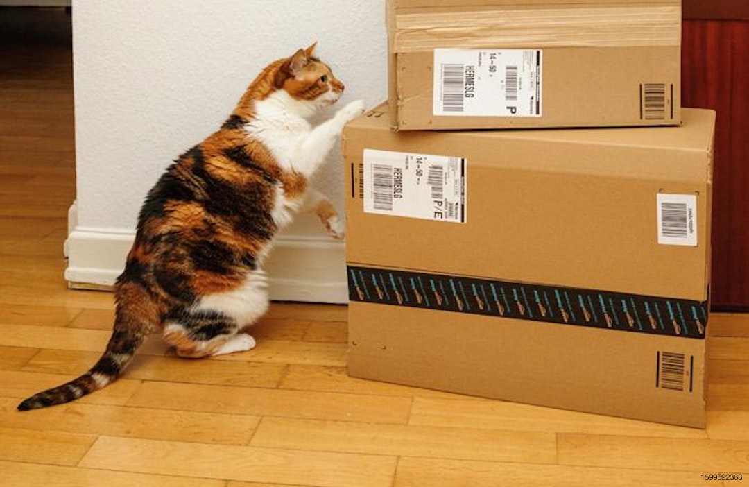 cat-looking-at-Amazon-boxes