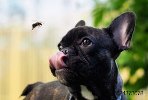 dog-insect-eat-bug-closeup.jpg