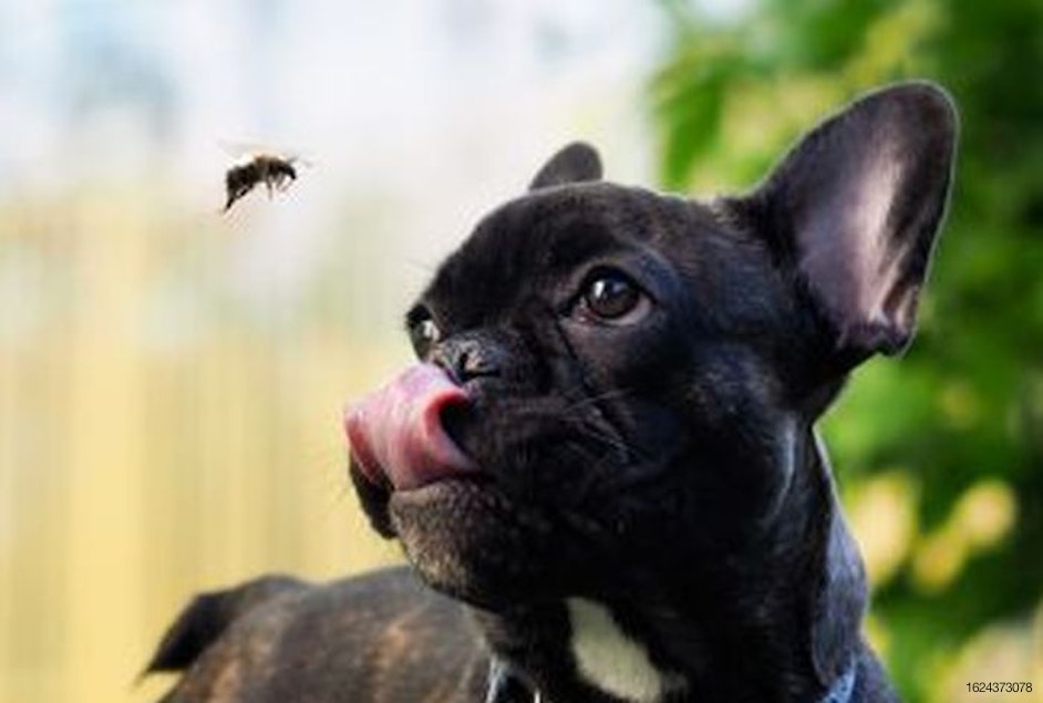 3 tips for advancing insect-based pet food